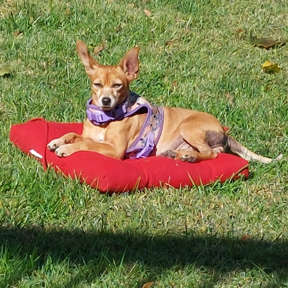 Meet your Posher, Melissa - Picture 7 of 7